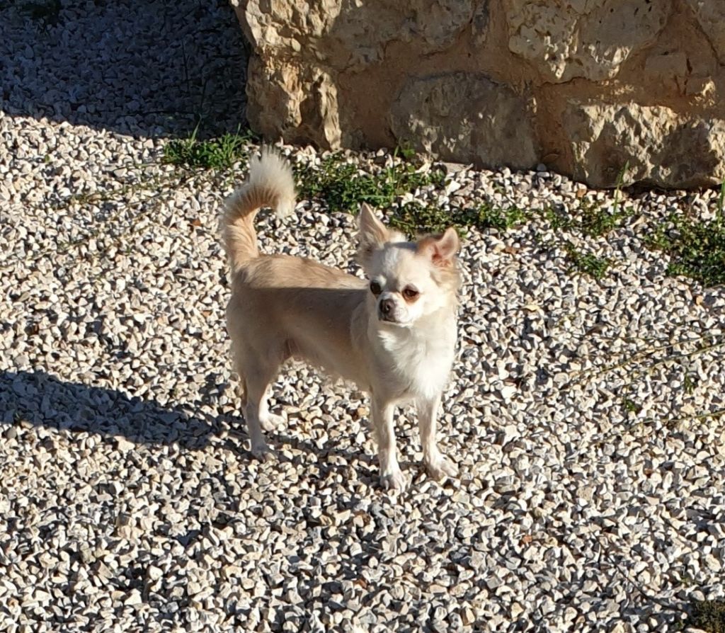 Number de chihuannie