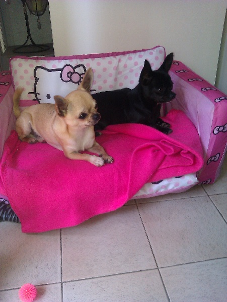 Mes chihuahuas